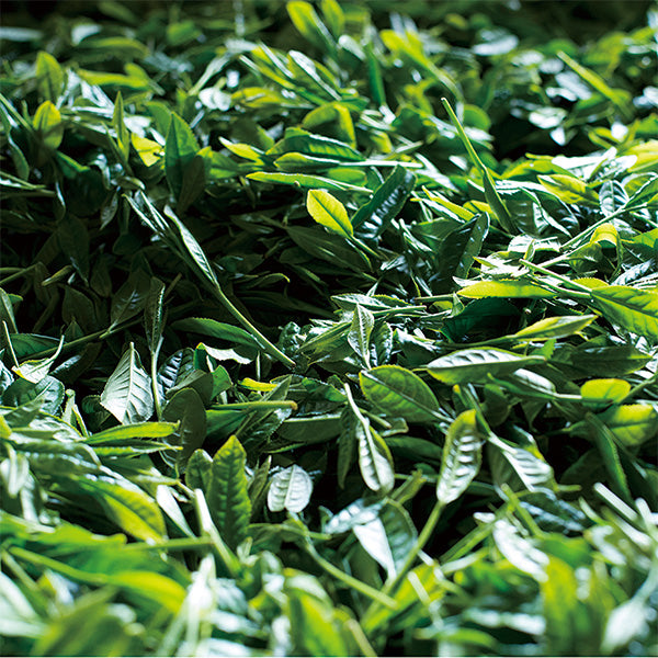 Greentea.Lab お茶の定期便［ティーバッグ］