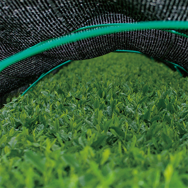 Greentea.Lab お茶の定期便［ティーバッグ］