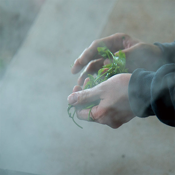 Greentea.Lab お茶の定期便［ティーバッグ］