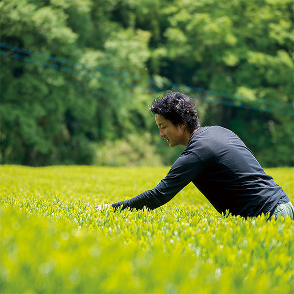 Greentea.Lab お茶の定期便［ティーバッグ］